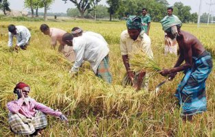ধান চাষীদের মাথায় হাতঃ  ধানের দাম উৎপাদন খরচের চেয়েও কম