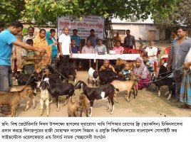 প্রাণির স্বাস্থ্য চিকিৎসা ও ভ্যাক্সিনেশনের ক্যাম্পের মাধ্যমে হাবিপ্রবিতে ভেটেরিনারি দিবস পালন