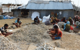 কুয়াকাটার শুঁটকিঃ কৃষি বাণিজ্যের জন্য আশীর্বাদ