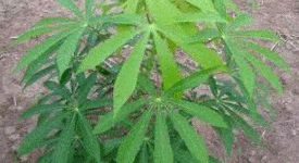 কাসাভা আলু