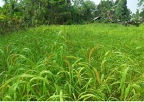 হারিয়ে যাচ্ছে ঐতিহ্যবাহী দানাদার ফসল পঞ্চগড়ের কাউন চাষ