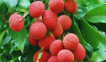 দিনাজপুরের নামকরা লাল টসটসে লোভনীয় লিচু দেশের মধ্যে বেশ জনপ্রিয় হয়ে উঠেছে