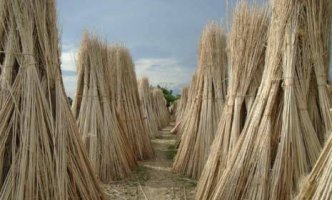 পাট কাঠিঅ্যাকটিভেটেড চারকোল