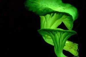 আলো দেবে যে গাছ