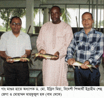 গাং মাগুরের কৃত্রিম প্রজননে