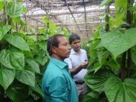 খানসামায় পান চাষ