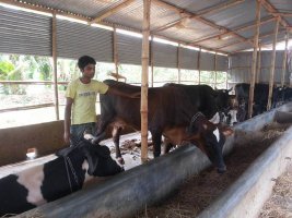 গরুর খামার