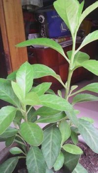 ডায়াবেটিক নিরাময় যোগ্য গাছ