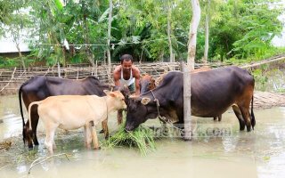 বন্যায় প্রানি সম্পদের ক্ষতি