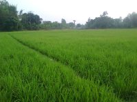 পরিবেশ বিপর্যয় রোধে সেচ সাশ্রয়ী আউস ধানের চাষাবাদ