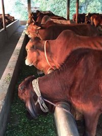 কোরবানী ২০১৬ তে দেশের খামার ব্যবসায়ীদের সার্বিক প্রেক্ষাপট এবং নীতি নির্ধারকদের ভবিষ্যত করনীয়