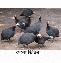 তিতির পাখি