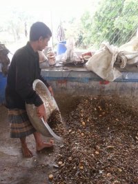 সাইলেজ করণ