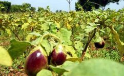 কৃষিতে আবশ্যক বায়োটেকনোলজির ব্যবহার ও প্রভাব