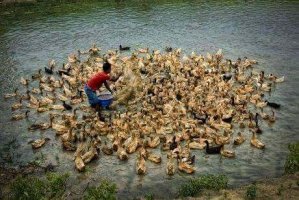 পানি ছাড়া খাকি ক্যাম্পবেল হাঁস পালন ও আয় ব্যয়ের হিসাব