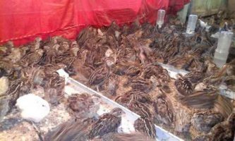 জেনে নিন লাভজনক কোয়েল পালনের  আধুনিক কলাকৌশল