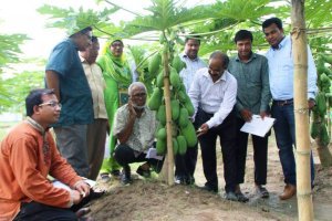 বশেমুরকৃবি বিজ্ঞানীদের পেঁপের নতুন জাত উদ্ভাবনঃBU papaya-1