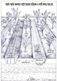 সার্জন পদ্ধতি অবলম্বনে খাটো জাতের নারিকেল ও সাথী ফসল/মাছ চাষ