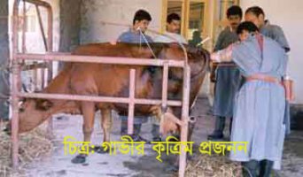 গাভীর গর্ভ ধারণ সমস্যা ও করনীয়