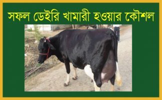 যারা ডেইরি খামার শুরু করতে চান তাদের বিবেচ্য কিছু বিষয়