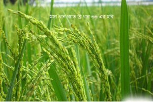 স্বল্পমেয়াদী ও আগাম জাতের মঙ্গা ধান নামে পরিচিত আমন ধানে শীষ বের হতে শুরু করেছে