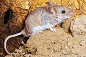 ইদুঁরঃ ক্ষতিকর এক প্রাণি