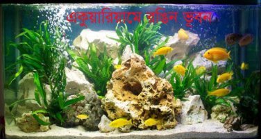 অ্যাকুরিয়ামে সাজান রঙিন ভূবন