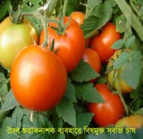 বিষমুক্ত শাক-সবজী উৎপাদনে পরিবেশ বান্ধব জৈব ছত্রাকনাশক