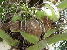 নারকেলের মাইটসের আক্রমন ও তার সমস্যা ও সমাধান