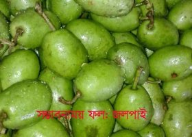 অবহেলিত জলপাই হতে পারে সম্ভাবনাময় চমৎকার একটি ফল