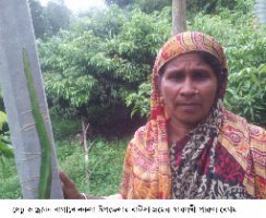 শখের বসে লিচু ও ড্রাগন ফল চাষে লাখপতি পারুল বেগমের গল্প