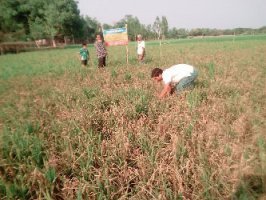 শেরপুরের নকলায় ধান ক্ষেতে বাকানী রোগ : কৃষকের মাথায় হাত