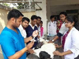 ইন্টার্ণি করতে চট্রগ্রাম ভেটেরিনারি এন্ড এনিমেল সায়েন্স বিশ্ববিদ্যালয়ে কয়েকদিন