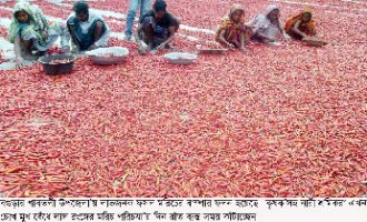 বগুড়ার গাবতলীতে মরিচের বাম্পার ফলন পেয়ে খুশি কৃষক