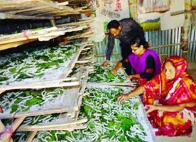 জেনে নিন লাভজনক রেশম চাষ এর আধুনিক কলাকৌশল