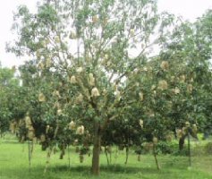 কোন জাতের আমে ফ্রুট ব্যাগিং প্রযুক্তি কখন ব্যবহার শুরু করবেন