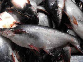 পাঙ্গাস মাছের আগাম ব্রুড উৎপাদনে সফল বাংলাদেশ মৎস্য গবেষণা ইনস্টিটিউট