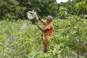 পিরোজপুরের মঠবাড়িয়ার দক্ষিণ ভেচকী গ্রামের  সফল কৃষক নূর সাইদ