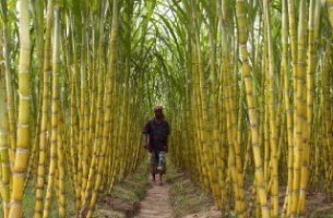 আখের আধুনিক চাষাবাদ