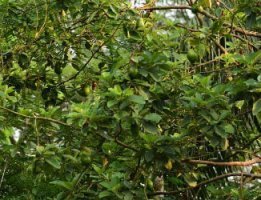 সম্ভাবনাময় বিরল ফল এ্যাভোকাডো চাষ হচ্ছে এখন নকলায়