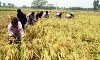 বাংলাদেশে রবি মৌসুমে বোরো ধানের অর্থনীতি ও খাদ্য নিরাপত্তা