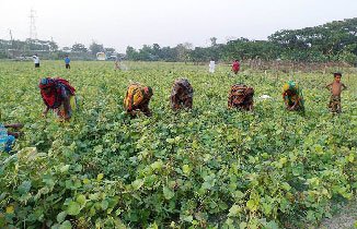 কৃষির নানা সেক্টরে জড়িয়ে রয়েছে নারীর অনস্বীকার্য অবদান