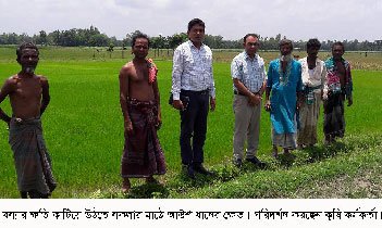 নকলায় দিগন্তজুড়ে নেরিকা মিউট্যান্ট ও ব্রিধান-৪৮ : লক্ষ্যমাত্রার দ্বিগুন অর্জন!