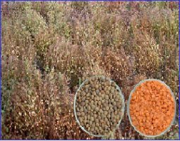 মুুসুরের উফশী নতুন জাত:  বিনামসুর-৮ এর চাষাবাদ পদ্ধতি