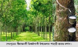 রাবার বাগানে নতুন আশা
