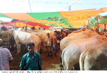 সরকার বঞ্চিত হচ্ছে রাজস্ব থেকে ভূঞাপুরের গোবিন্দাসী গরুর হাট স্থায়ী ইজারার অভাবে ঐতিহ্য হারাচ্ছে