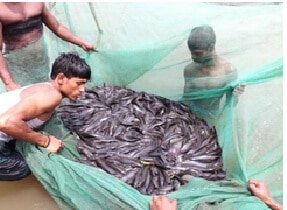 ভাসমান পদ্ধতিতে খাঁচায় মাগুর মাছের লাভজনক চাষাবাদ কৌশল