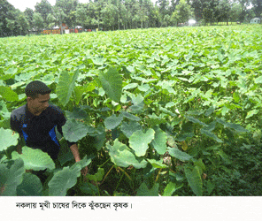 নকলায় মুখিকচুর আবাদ বাড়ছে দ্বিগুণ হারে : পতিত জমিতে মুখি কচুচাষ এযেন ‘সাদা সোনা’