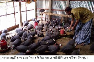 বাণিজ্যিক ভাবে তিতির পাখি