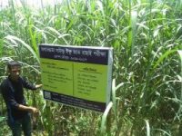 বাংলাদেশ সুগারক্রপ গবেষণা ইনস্টিটিউট উদ্ভাবিত জলাবদ্ধতা সহিষ্ণু আখ চাষে নতুন আশা দেখছেন চাষীরা